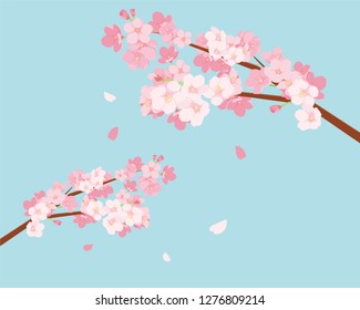 Cherry Blossoms illustration