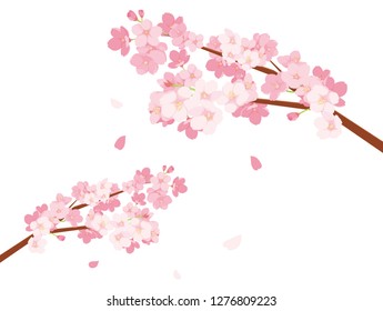 Cherry Blossoms illustration