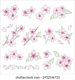 Cherry blossoms illustration materials set