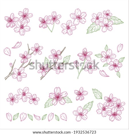 Cherry blossoms illustration materials set