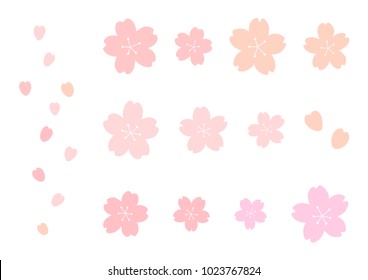 Cherry Blossoms Isolated On White Background