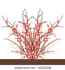 Cherry Blossoms isolated on white background