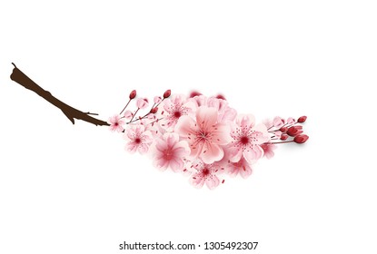 cherry blossoms isolated on white background, Flower illustration,  lovely greeting cards vector,elements,invitation,brochure,banners,posters