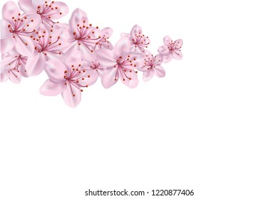 cherry blossoms isolated white background
