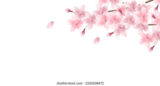 Cherry blossoms Japanese pattern spring background 