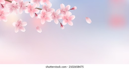 Cherry blossoms Japanese pattern spring background 