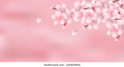 Cherry blossoms Japanese pattern spring background 