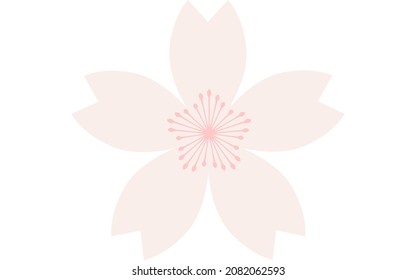 Cherry blossoms, light pink petals and pink stamens