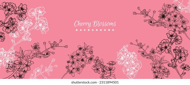 Cherry Blossoms line art vector, hand drawn illustration on pink background. White and black cherry blossom outline for online and print projects.