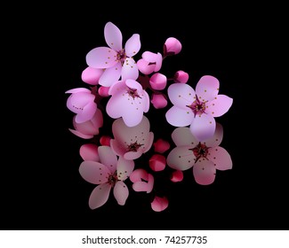 Flores de cerezo sobre un fondo negro
