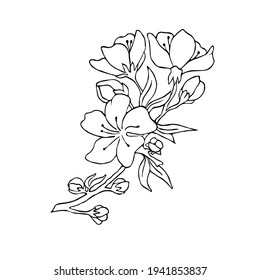 Cherry blossoms on a branch. Vector illustration. Contour image. Stock vector. Sakura. Postcard.