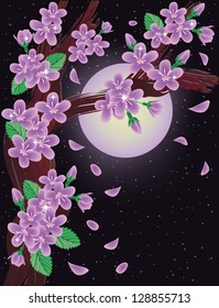Cherry blossoms on night sky background, vector illustration