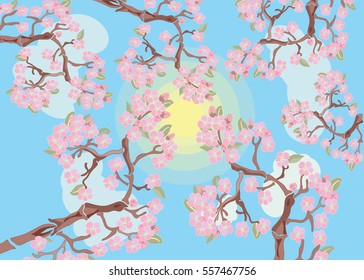 cherry blossoms on sky background