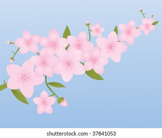 Cherry Blossoms on Spring Blue Background