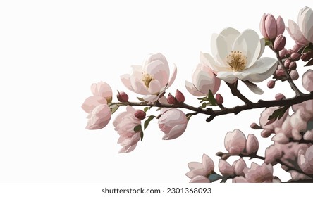 flores de cerezo en un fondo blanco