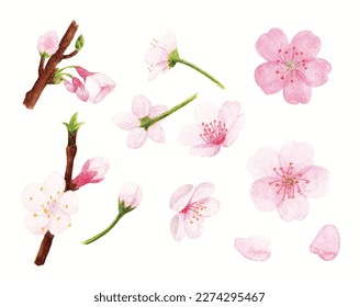 Cherry blossoms painted in watercolor on watercolor paper texture background