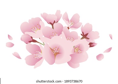 Cherry blossoms and petals, gathering of flowers. Illustration material