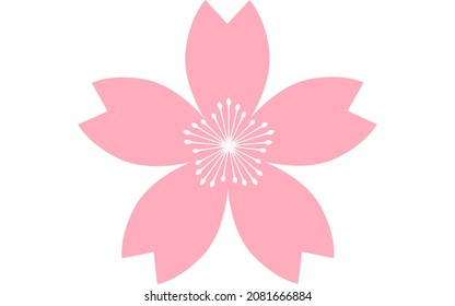 Cherry blossoms, pink petals and white stamens