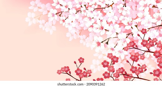 Cherry blossoms Plum spring background 