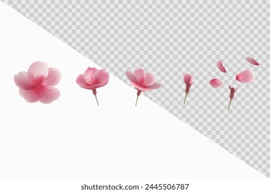 cherry blossoms in realistic vector