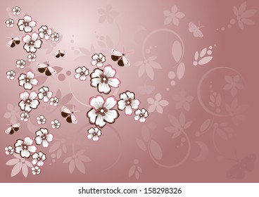 cherry blossoms in spring