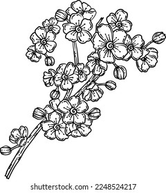 Cherry Blossoms Spring Coloring Page for Adults