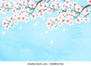 Cherry Blossoms spring flower background