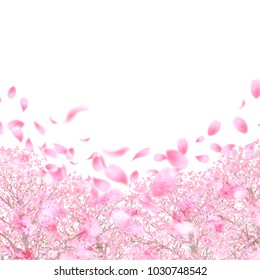 Cherry Blossoms Spring flower background