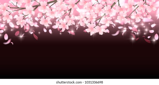 Cherry Blossoms spring flower background