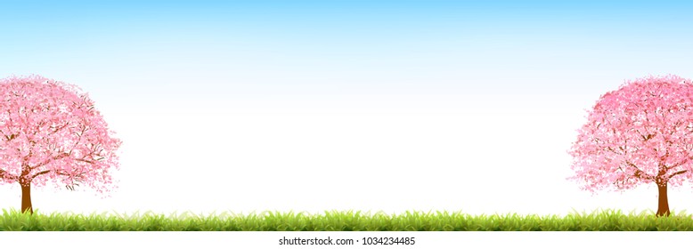 Cherry Blossoms spring flower background