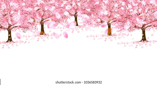 Cherry Blossoms spring flower background