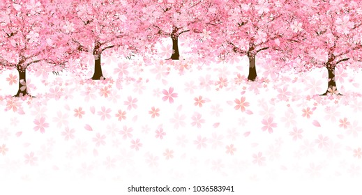 Cherry Blossoms spring flower background