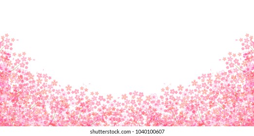 Cherry Blossoms spring flower background