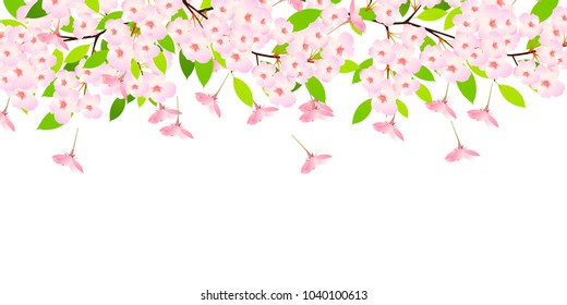 Cherry Blossoms spring flower background