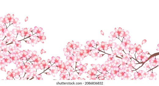Cherry blossoms Spring flower background 