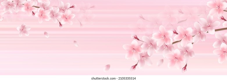 Cherry blossoms spring flower background 