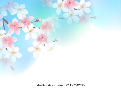 Cherry blossoms spring flower background 