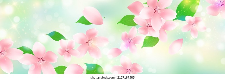 Cherry Blossoms spring flower background