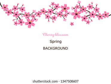 Cherry blossoms, spring flower garden vector illustration on white background ,Japanese sakura flowers