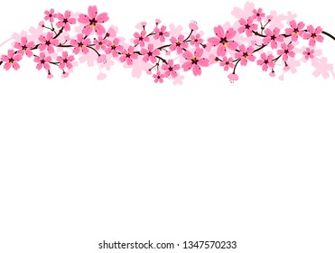 Cherry blossoms, spring flower garden vector illustration on white background ,Japanese sakura flowers.