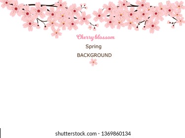 Cherry blossoms, spring flower garden vector illustration on white background ,Japanese sakura flowers.