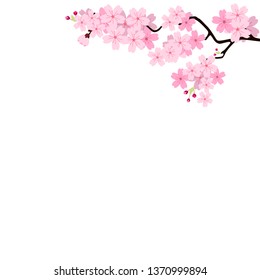 Cherry blossoms, spring flower garden vector illustration on white background ,Japanese sakura flowers