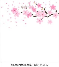 Flores de cerezo, ilustraciones vectoriales de jardín floral primaveral sobre fondo blanco, flores sakura japonesas.