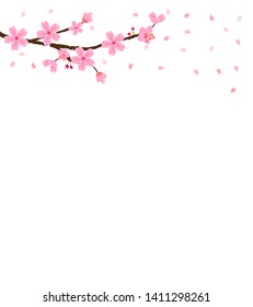 Cherry blossoms, spring flower garden vector illustration on white background ,Japanese sakura flowers.