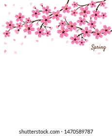 Cherry blossoms, spring flower garden vector illustration on white background ,Japanese sakura flowers