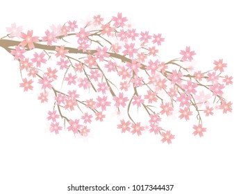Cherry Blossoms Spring flower icon