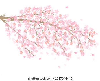 Cherry Blossoms Spring flower icon