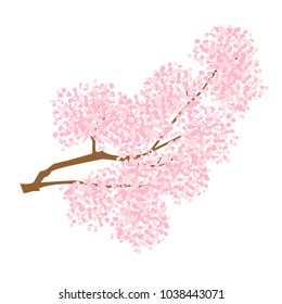 Cherry Blossoms Spring Flower Icon