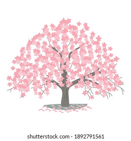 Cherry Blossoms Spring flower icon