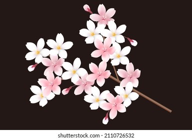 Cherry blossoms spring flower icon
